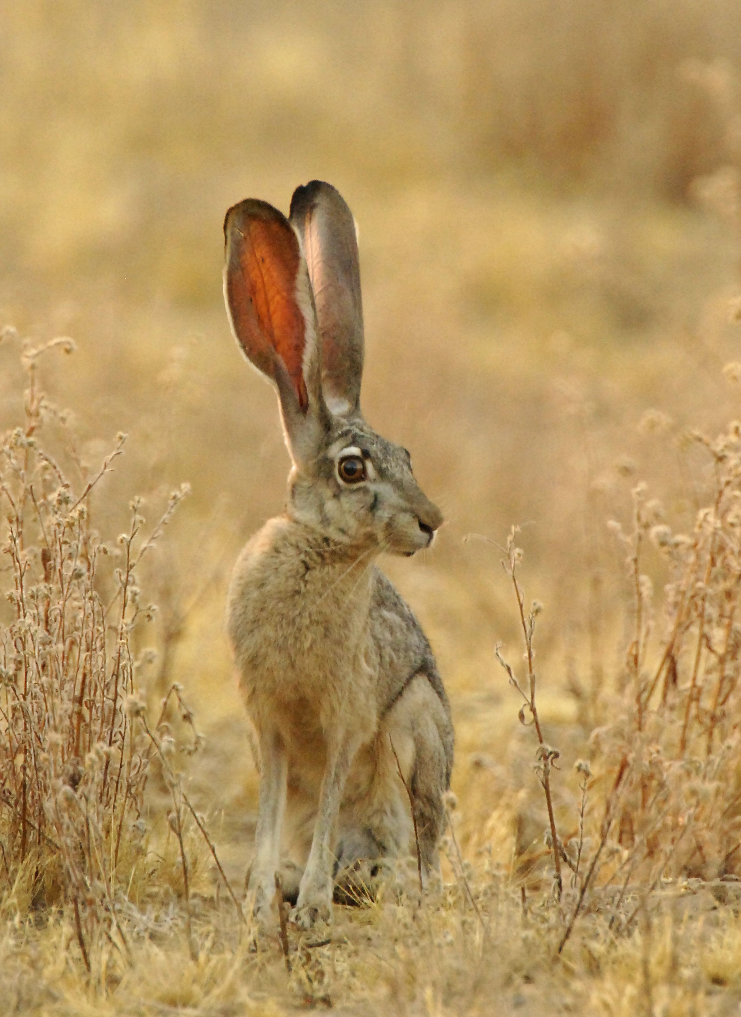 Black-tailed Jackrabbit
