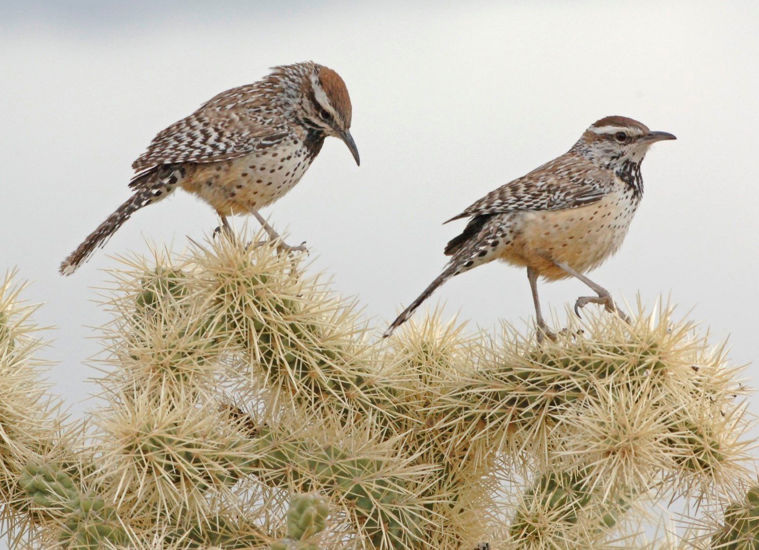 Two Cactus Wrens on a cholla
