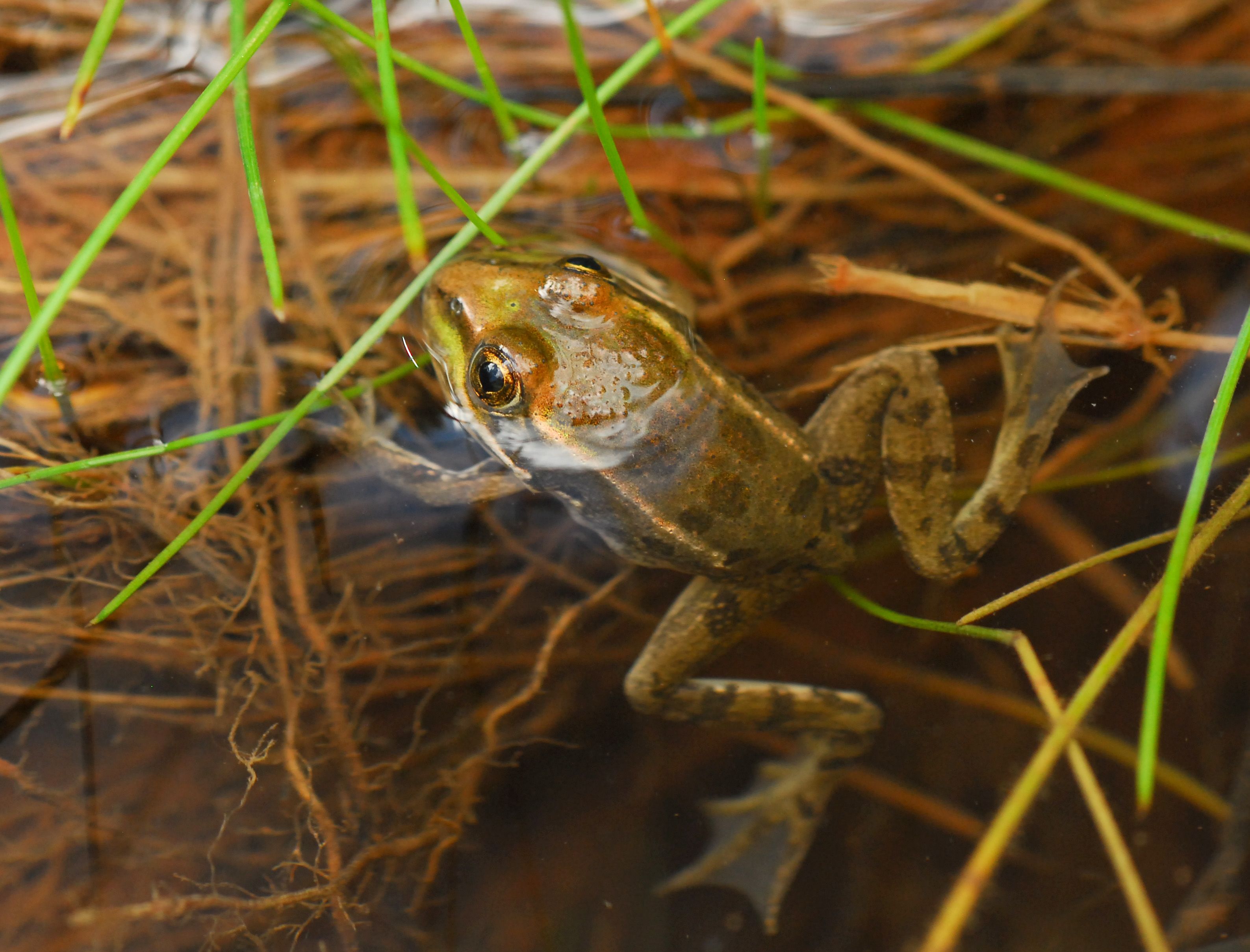 Chiricahua Leopard Frog